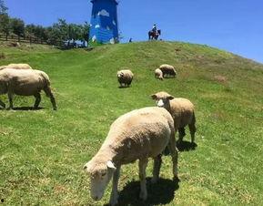 国产青青草原,描绘草原风情，传承民族精神